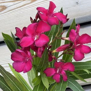 Oleander obyčajný (Nerium oleander) červený - výška: 20-30 cm, kont. C1.5L (-10/-12°C)